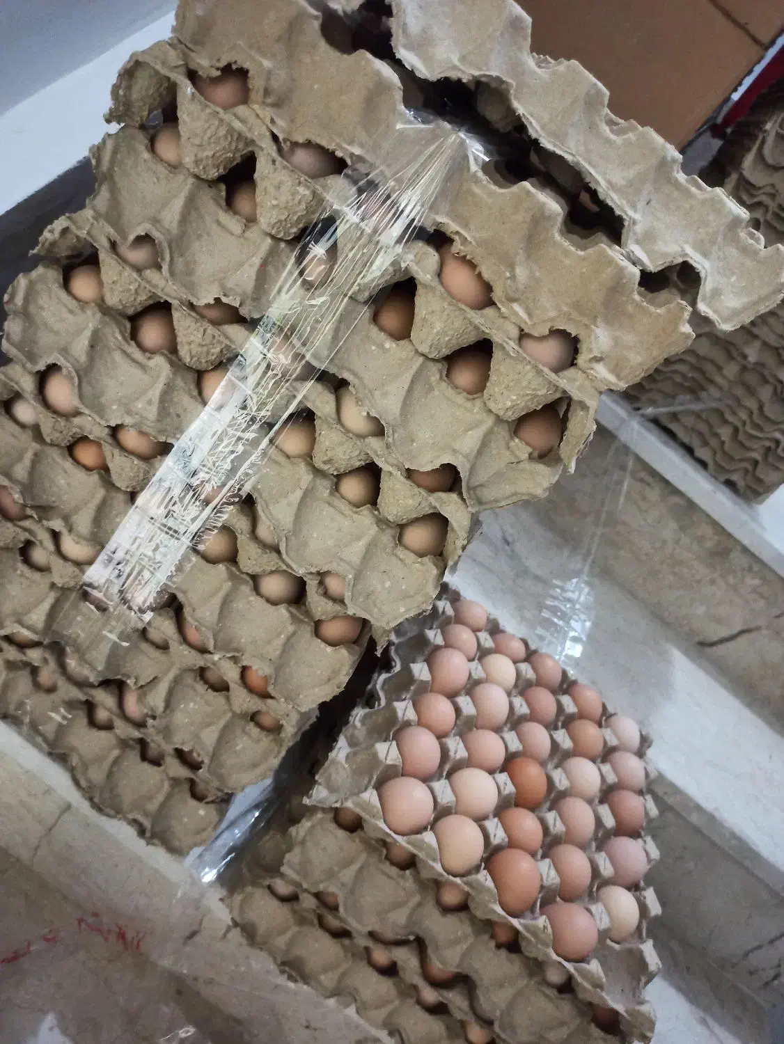 رسمی|خوردنی و آشامیدنی|مشهد, حرم مطهر رضوی|دیوار