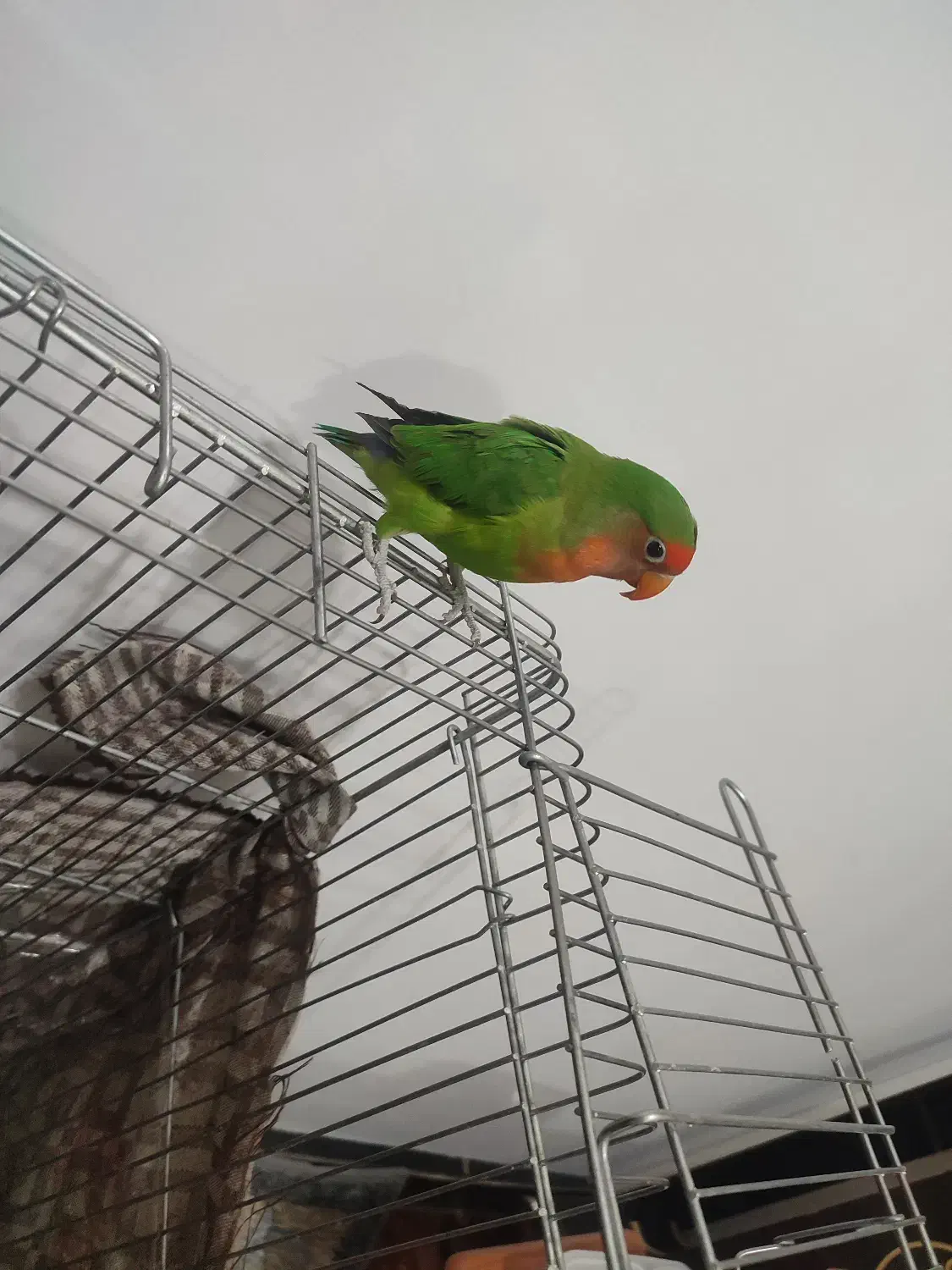 طوطی برزیلی کاملن دستی|پرنده|بوکان, |دیوار