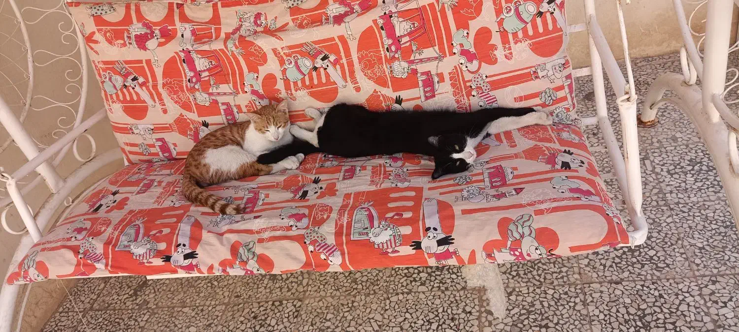 گربه گمشده|گربه|آران و بیدگل, |دیوار