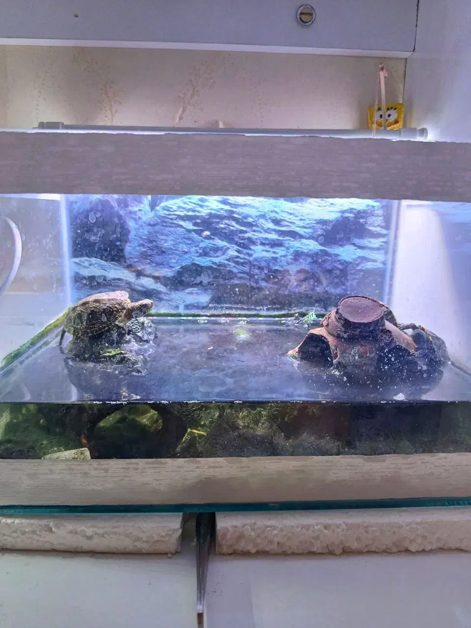 تعداد۲عدداکواریوم شیشه خم شرکتی|ماهی|مشهد, الهیه|دیوار