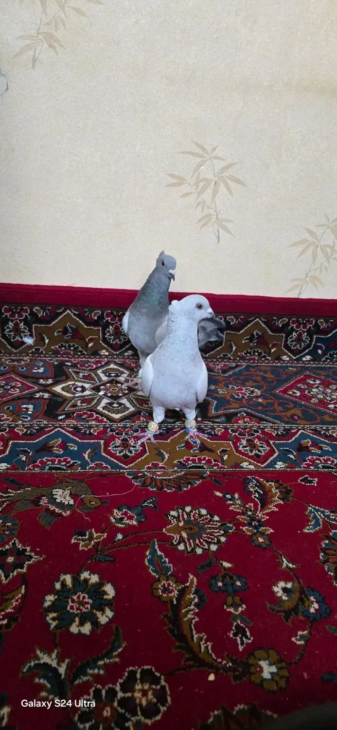 کبوتر جفتی|پرنده|قزوین, |دیوار