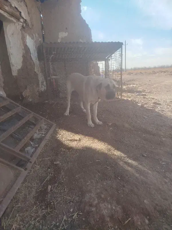 عراقی|سگ|بوئین زهرا, |دیوار