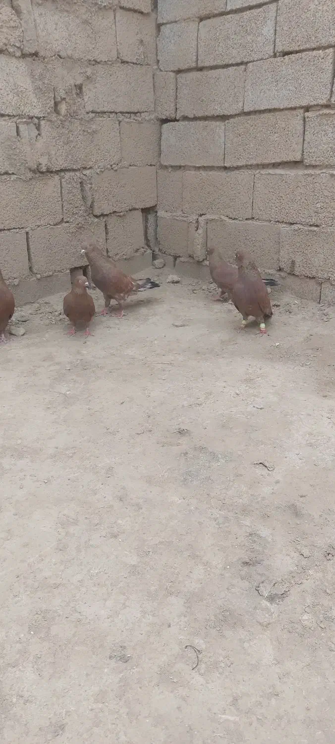 پرنده|پرنده|اهواز, امانیه|دیوار