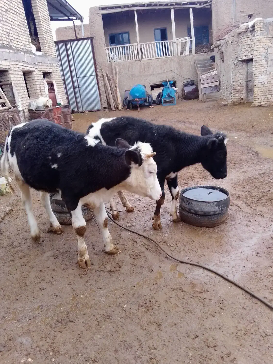 گاو|حیوانات مزرعه|ملایر, |دیوار