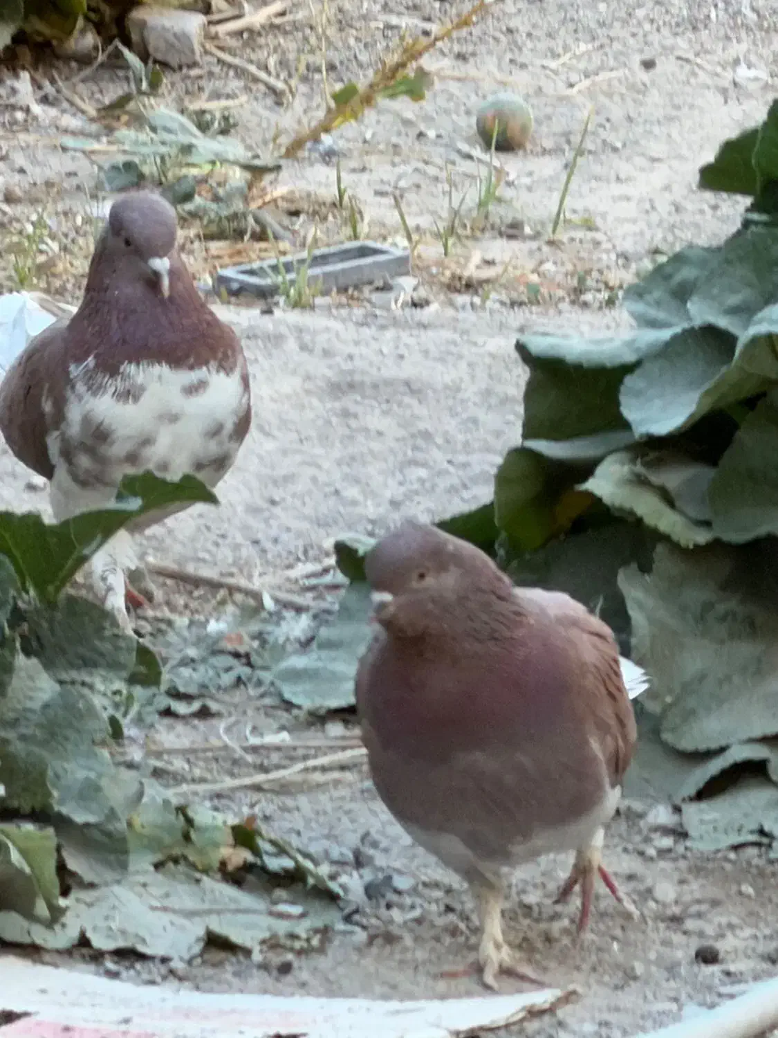 کبوتر پرشی ملقی. نقطه|پرنده|شهر بابک, |دیوار