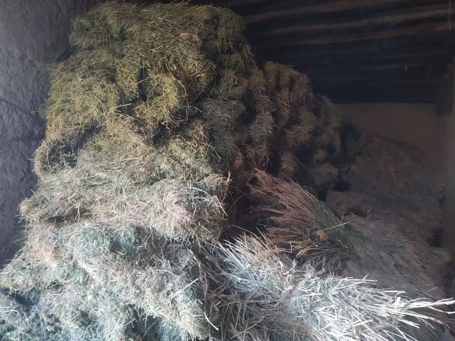 بیده آبی|لوازم جانبی حیوانات|اسفراین, |دیوار