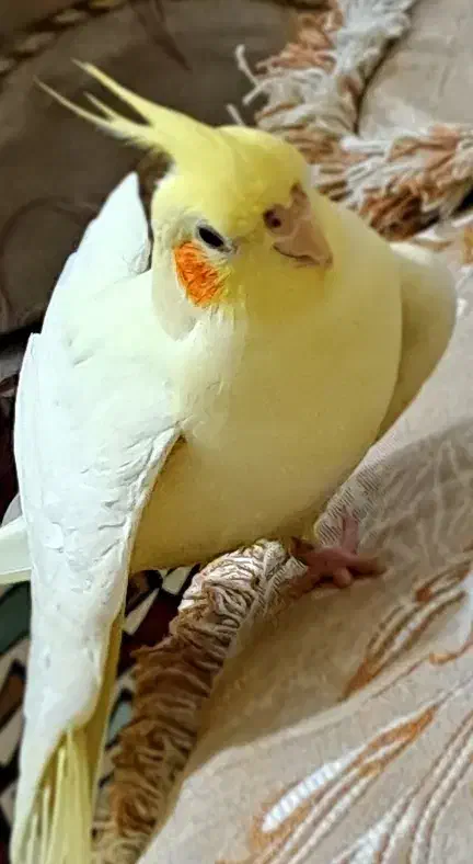 عروس هلندی گمشده|پرنده|نوشهر, |دیوار