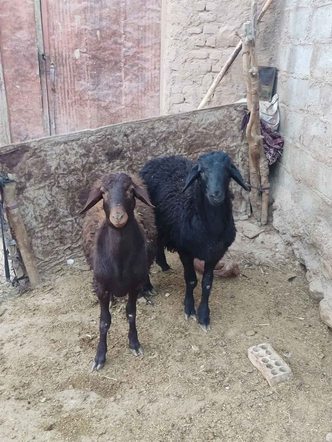 بره قوچ قره قزل درجه یک|حیوانات مزرعه|کوهدشت, |دیوار