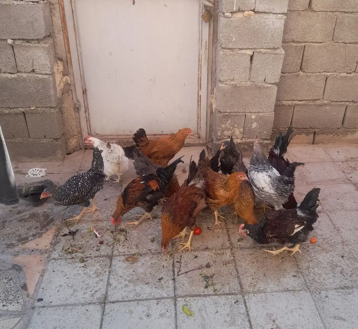 خروس|حیوانات مزرعه|شباب, |دیوار