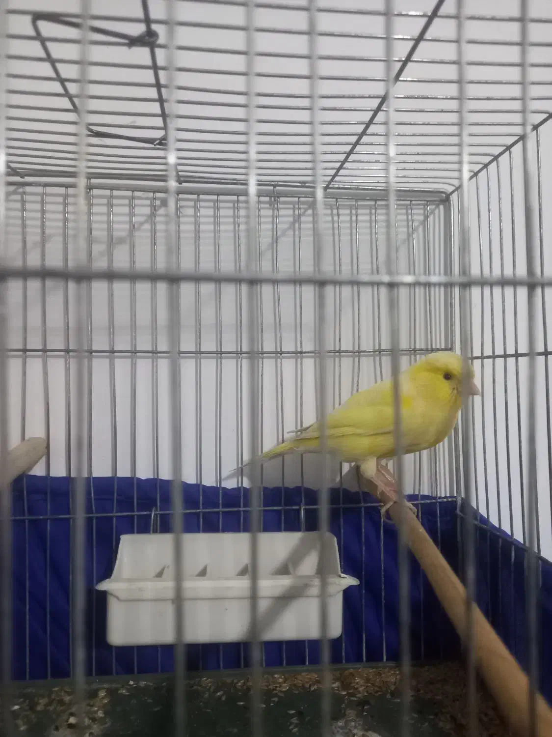 قناری نر  کوتاه بلند خون|پرنده|تهران, مسعودیه|دیوار