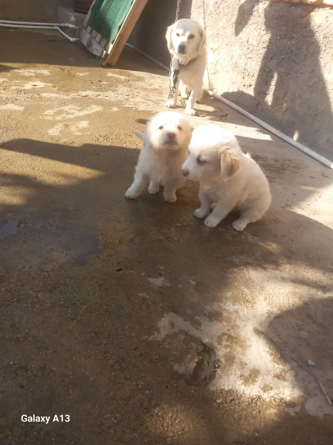 سگ پاکوتاه نر و ماده|سگ|رامیان, |دیوار