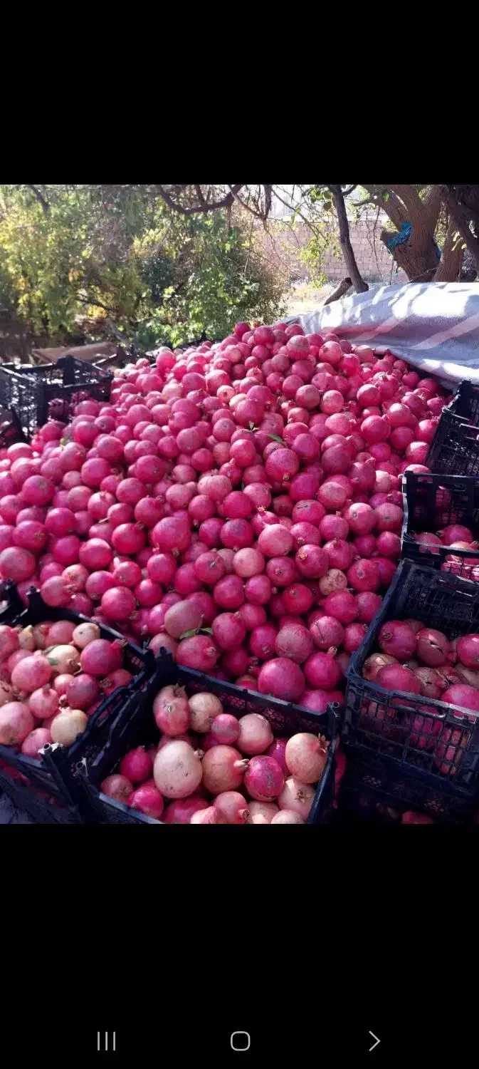 انار در کوهدشت منطقه طرهان کوشکی چعاپیت|عمدهفروشی|طرهان, |دیوار