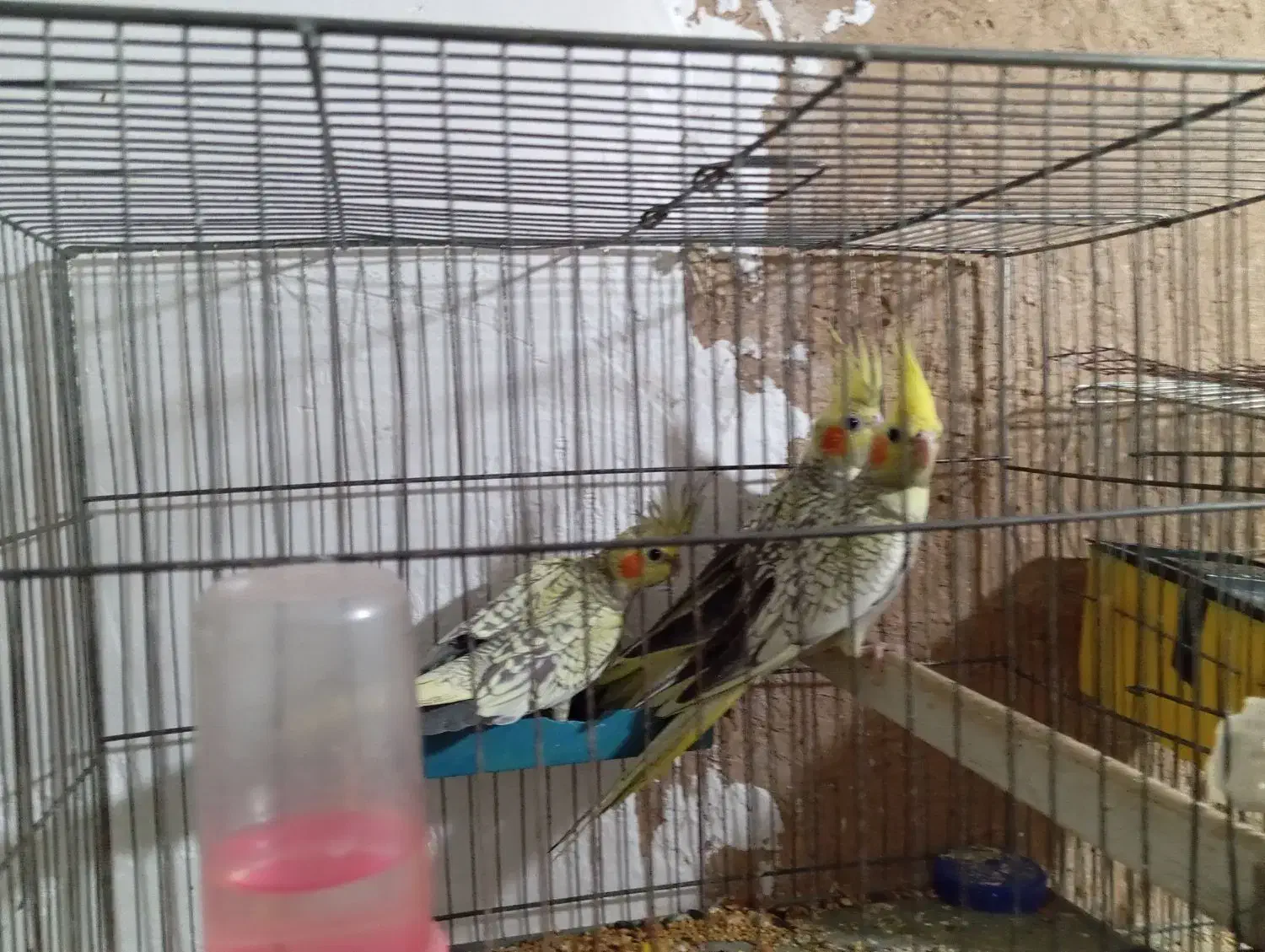 عروس هلندی|پرنده|اهواز, کوی فرهنگیان ۲|دیوار