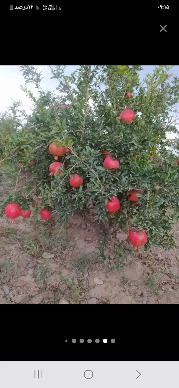 باغ انار اجاره در روستای قردین|اجارهٔ کوتاه‌مدت ویلا و باغ|ساوه, |دیوار