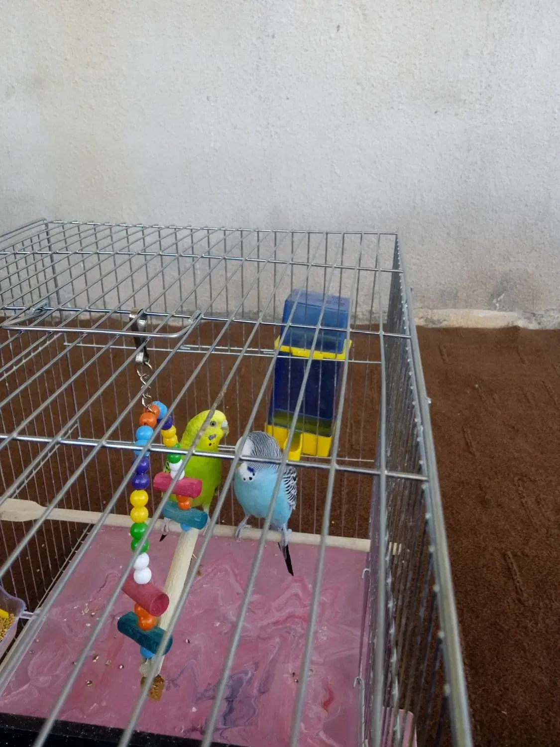 مرغ عشق|پرنده|کرفتو, |دیوار