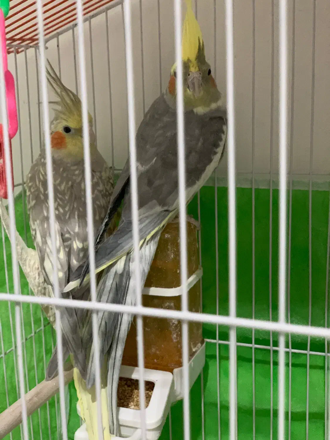 مرغ عشق و عروس هلندی یک جفت|پرنده|نیشابور, شهرک جانبازان|دیوار