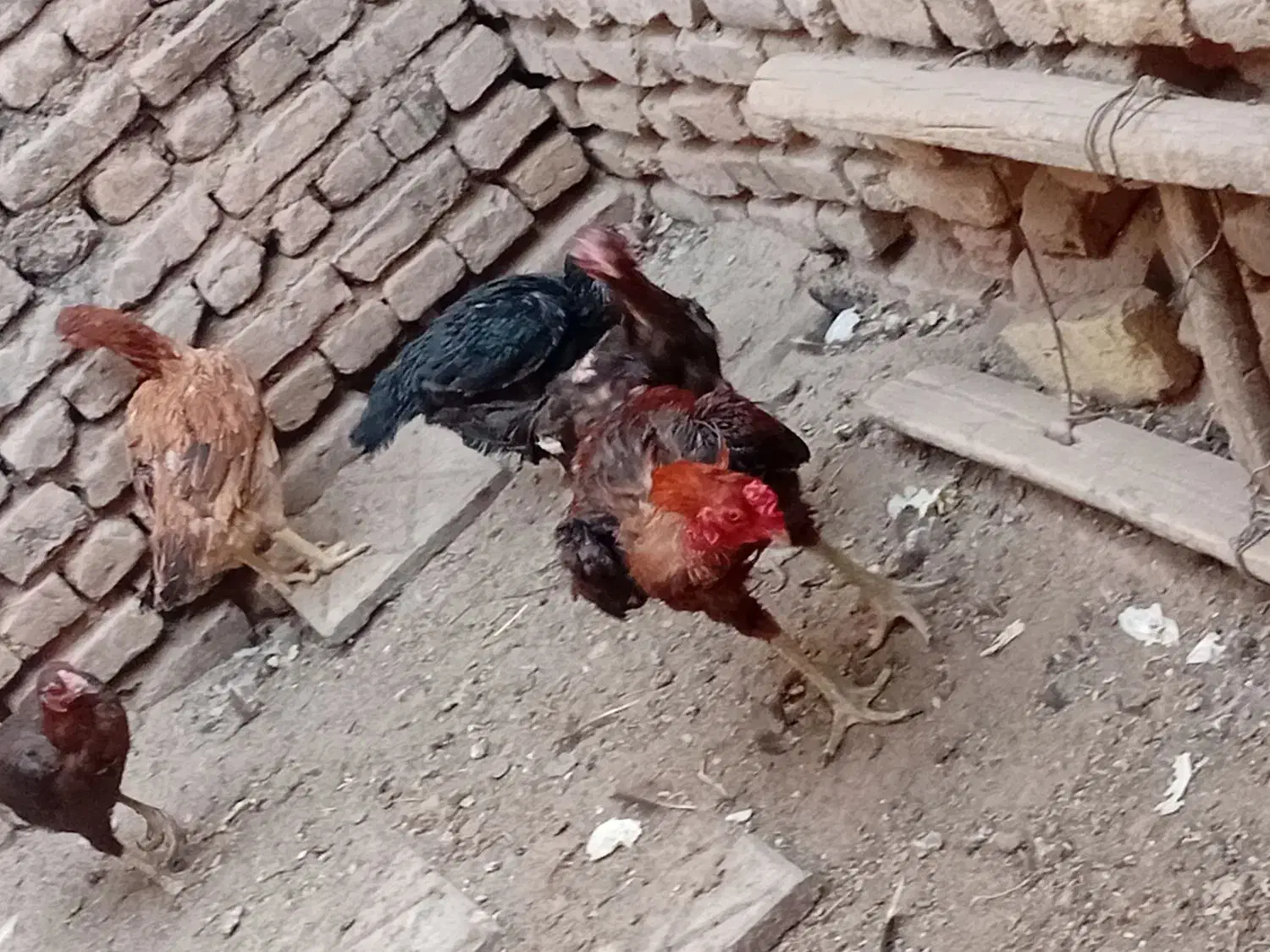 خروس لاری|حیوانات مزرعه|تربتحیدریه, تپه ننه حجی|دیوار