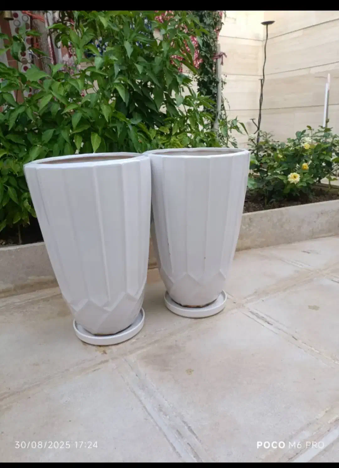 فروش دو عدد گلدان سرامیکی|گل و گیاه طبیعی|گلپایگان, |دیوار