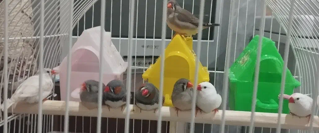 فنچ|پرنده|سراوان, |دیوار