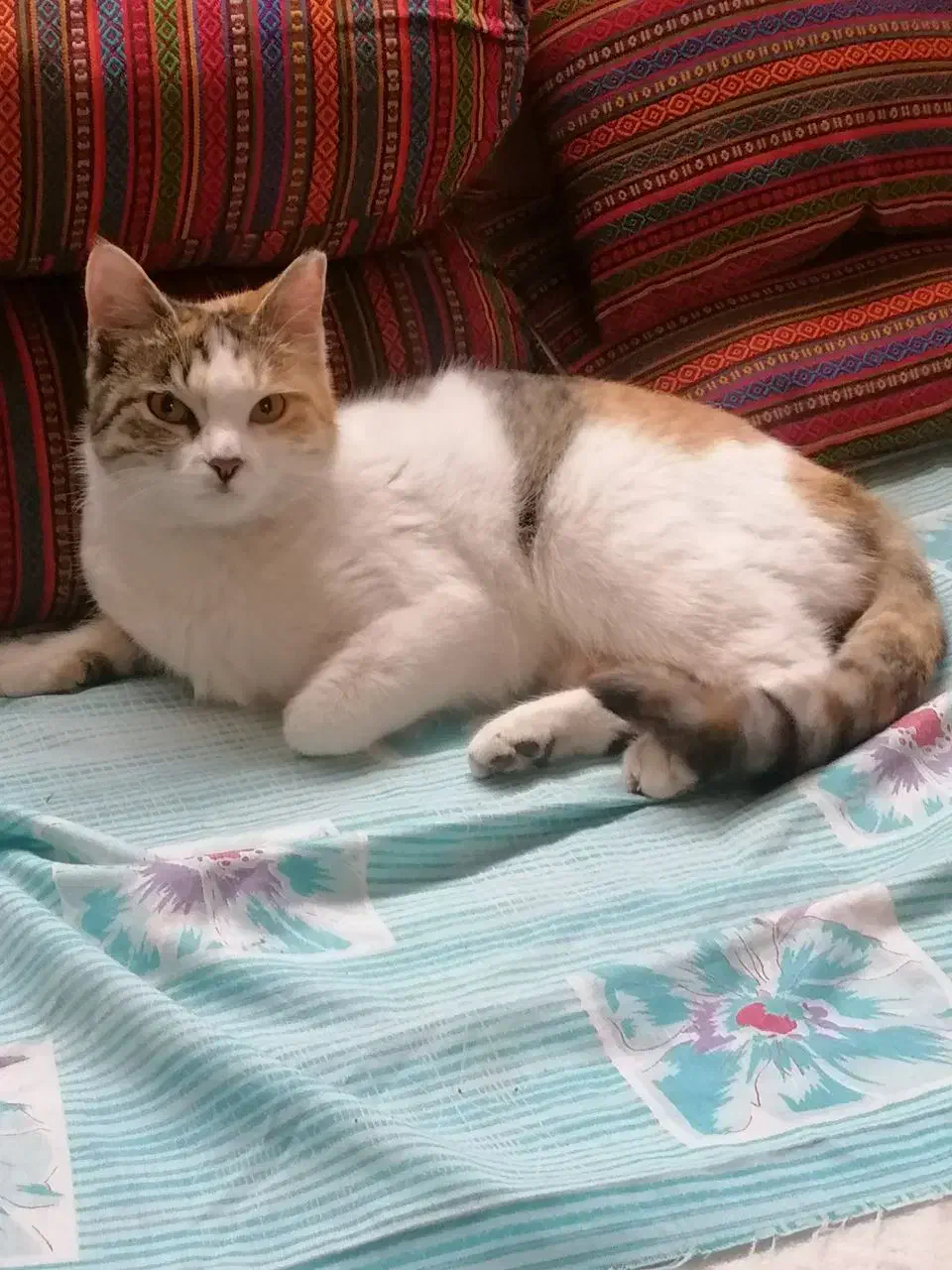 گربه گمشده|حیوانات|سبزوار, توحیدشهر|دیوار