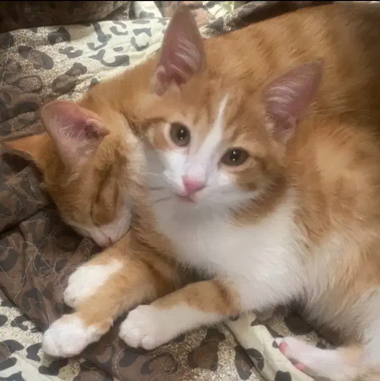 واگذاری رایگان گربه|گربه|کرمان, |دیوار