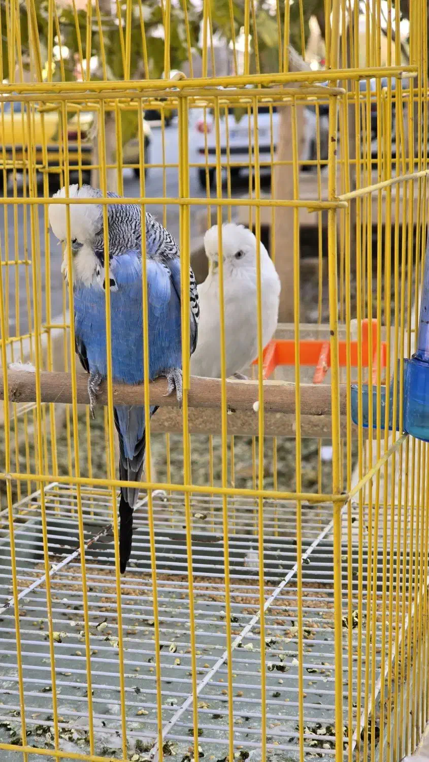 یک جفت مرغ عشق انگلیسی گرید A|پرنده|شاهینشهر, شهرک میلاد|دیوار