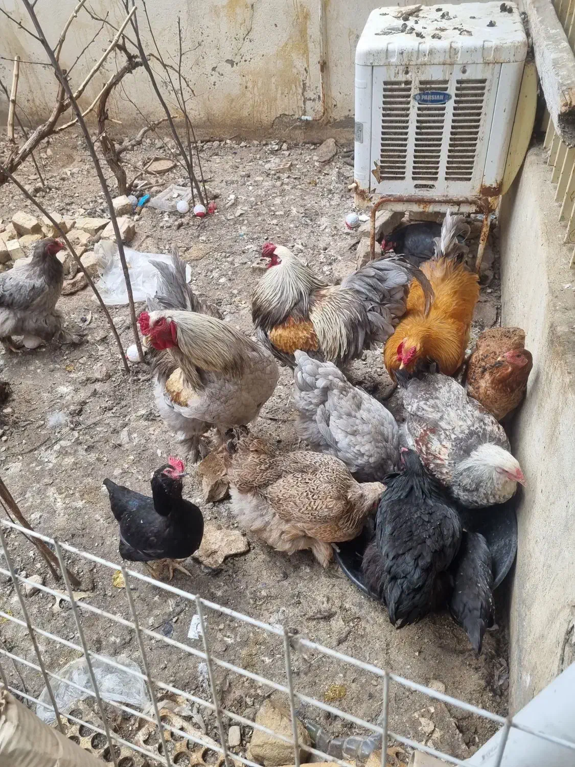 مرغ وخروس برهماامپراطور اصل|حیوانات مزرعه|رزن, |دیوار