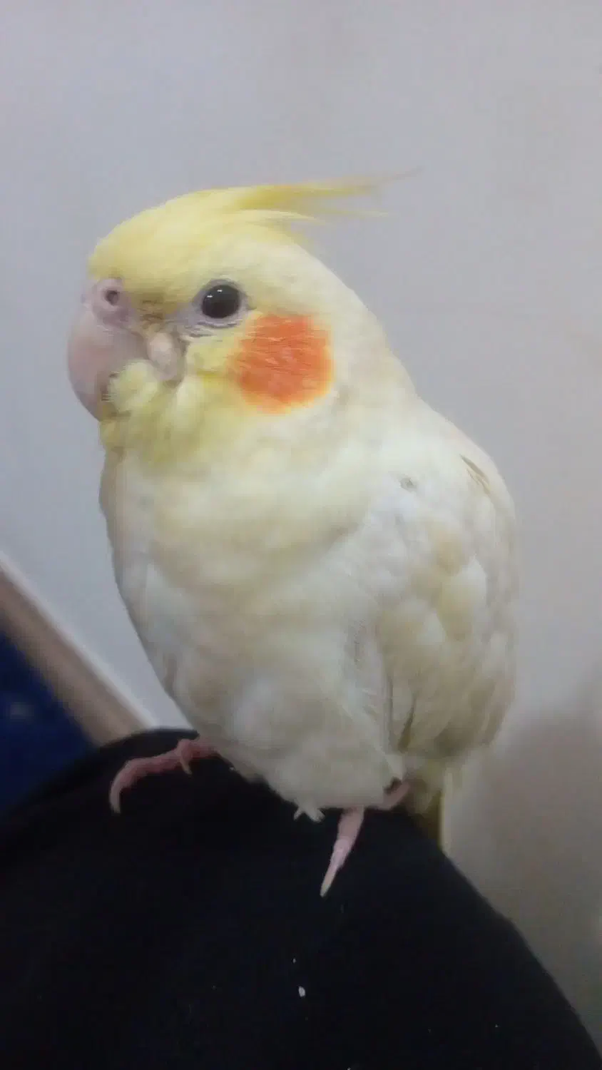 پرنده|پرنده|دماوند, گیلاوند|دیوار