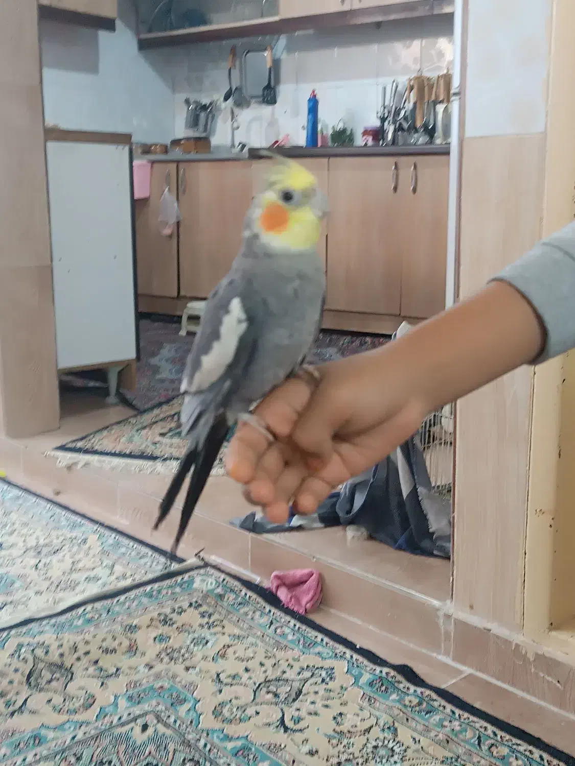 جفت عروس هلندی دستی|پرنده|مشهد, قائم|دیوار