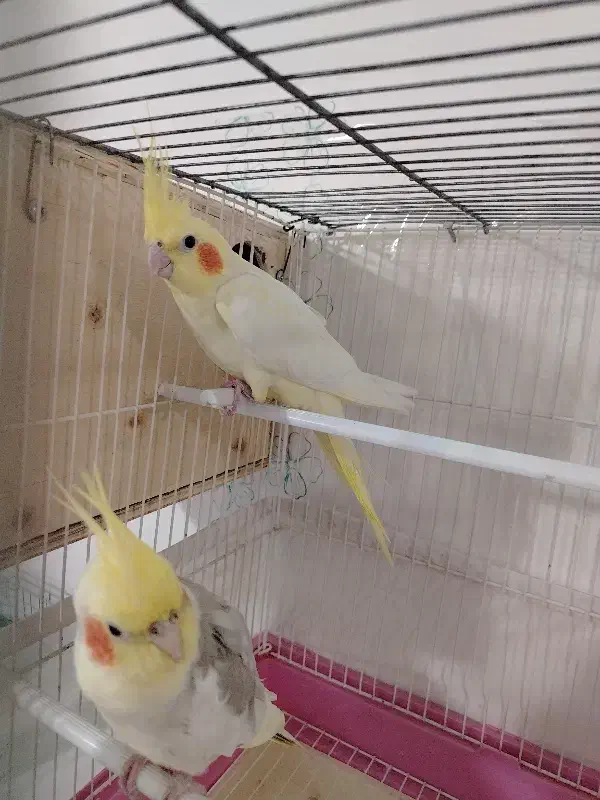 عروس هلندی مولد باتخم|پرنده|خرمشهر, |دیوار