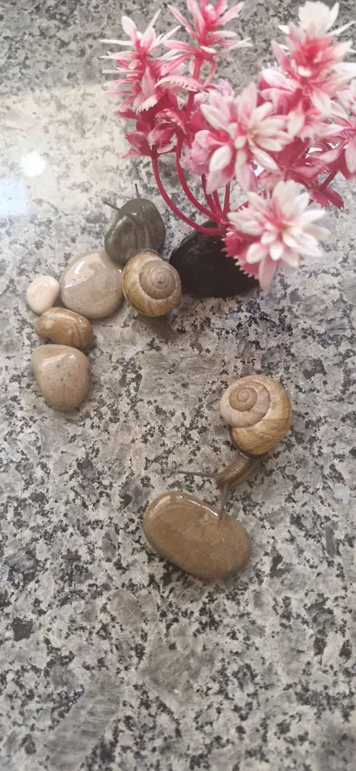 فروش حلزون|خزنده|شهرکرد, |دیوار