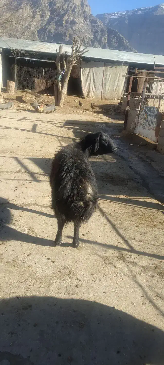 حیوانات|حیوانات مزرعه|چگنی, |دیوار