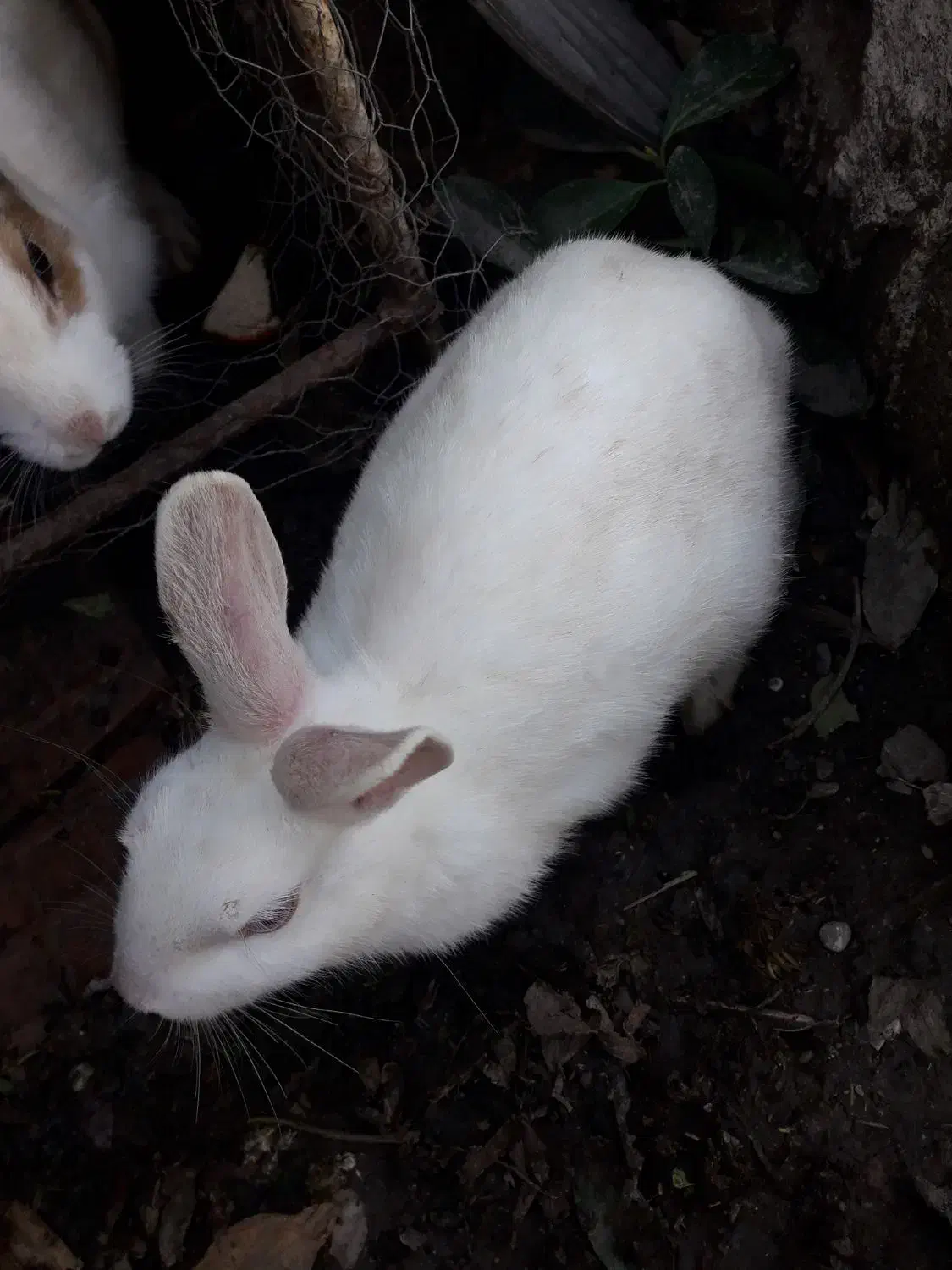 خرگوش|موش و خرگوش|مینودشت, |دیوار