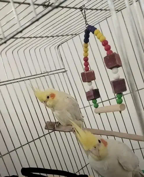 عروس هلندی|پرنده|کنگاور, |دیوار