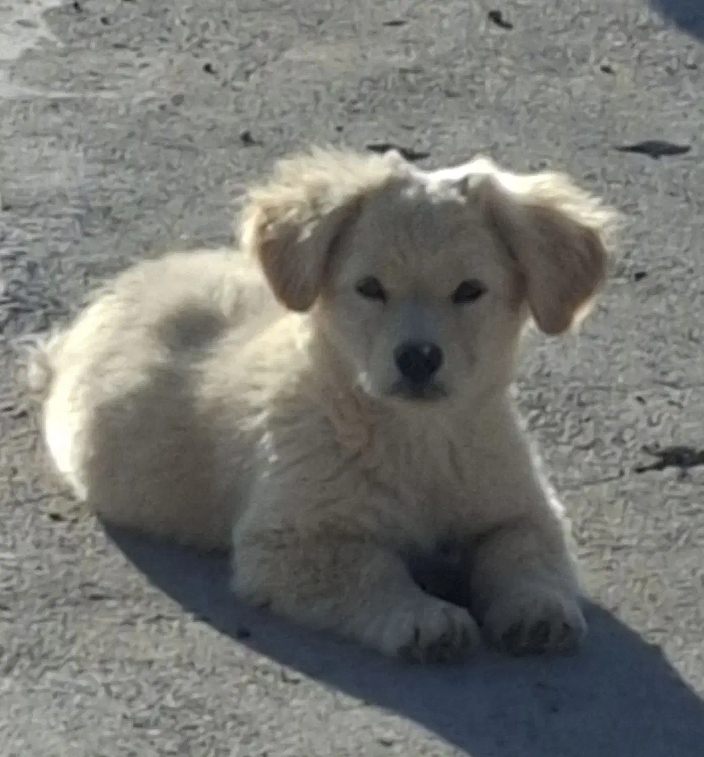 فروش توله سگ‌ اشپیتز|سگ|تهران, پونک|دیوار