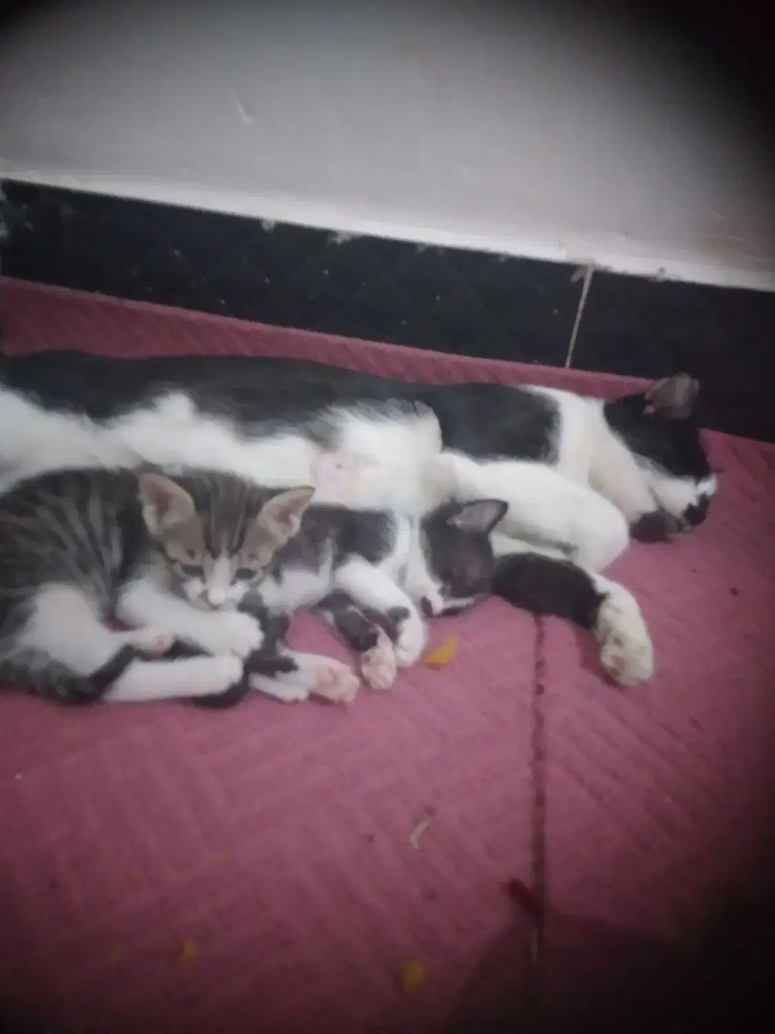 بچه گربه|گربه|بهبهان, |دیوار