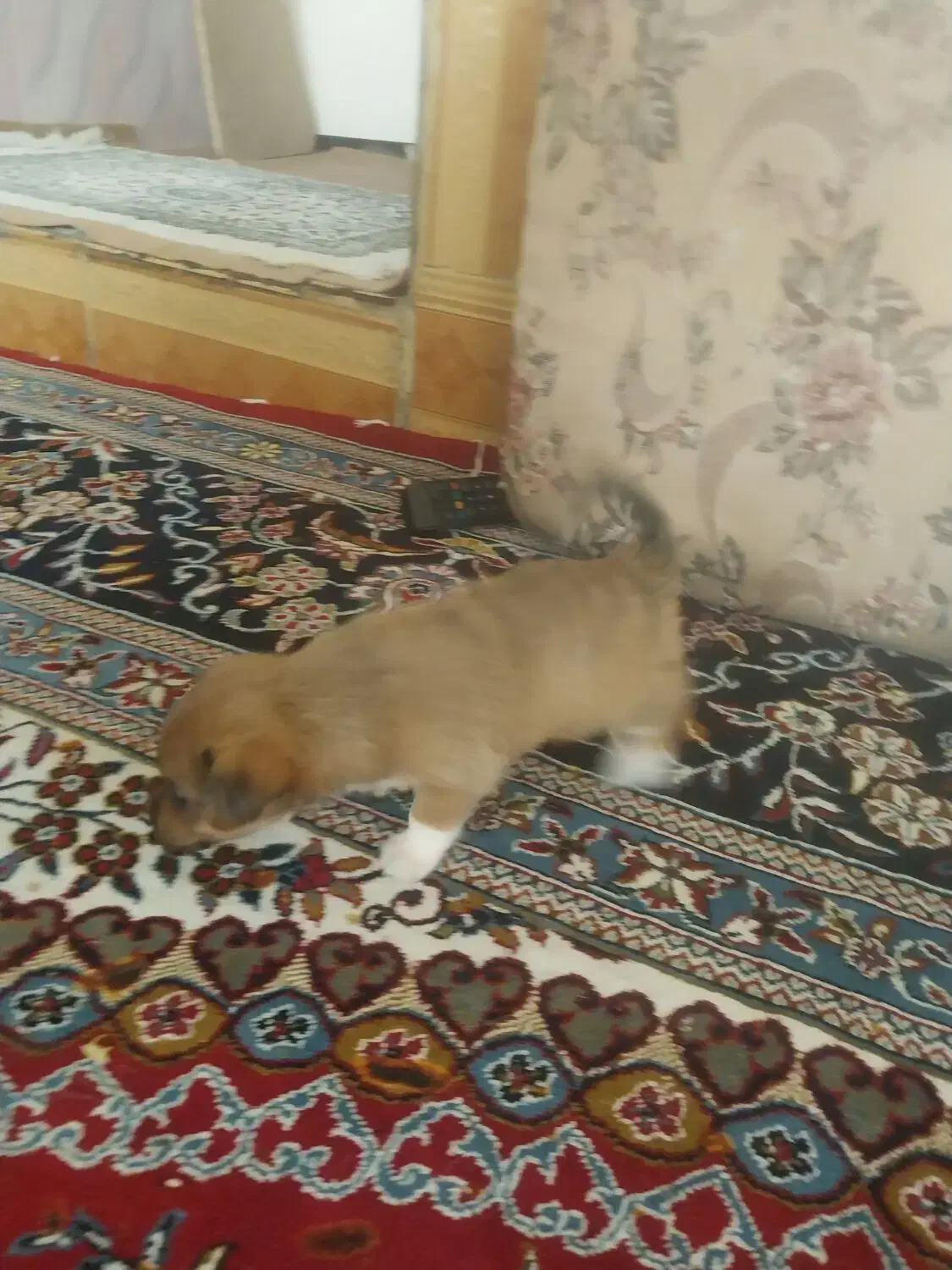 سگ پاکوتاه  از نژاد راسل تریر ورت تریر|سگ|دورود, |دیوار