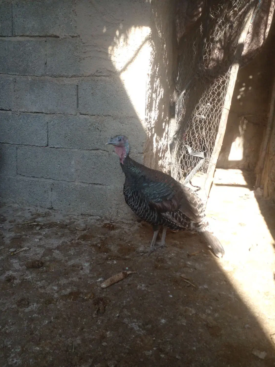 بوقلمون‌ماده‌|حیوانات مزرعه|کازرون, |دیوار