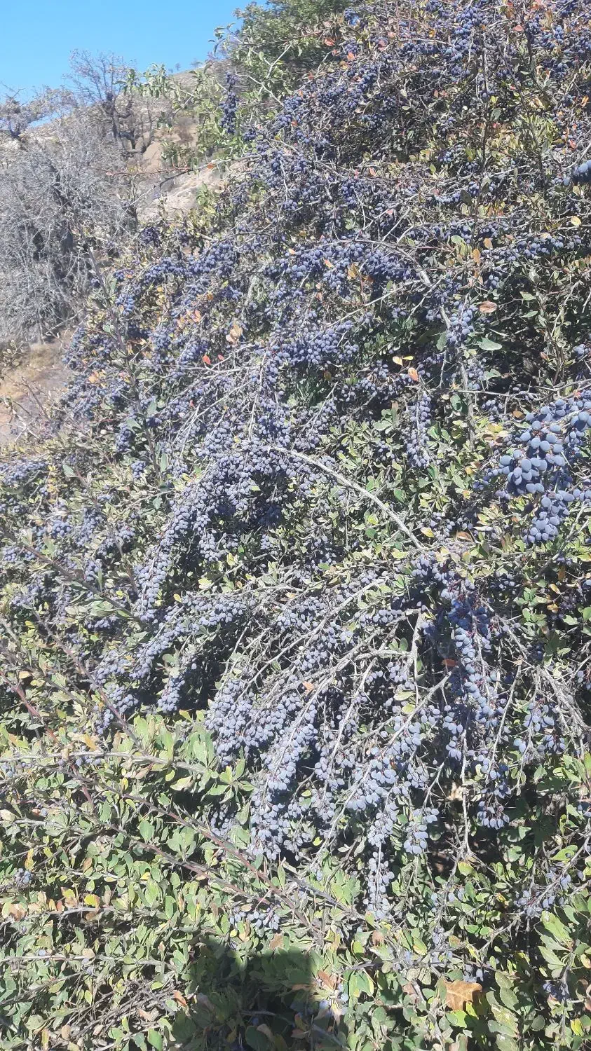 آب زرشک کوهی|خوردنی و آشامیدنی|منجیل, |دیوار