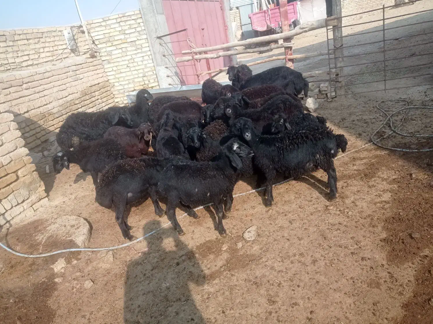 بره نر|حیوانات مزرعه|ایجرود, |دیوار