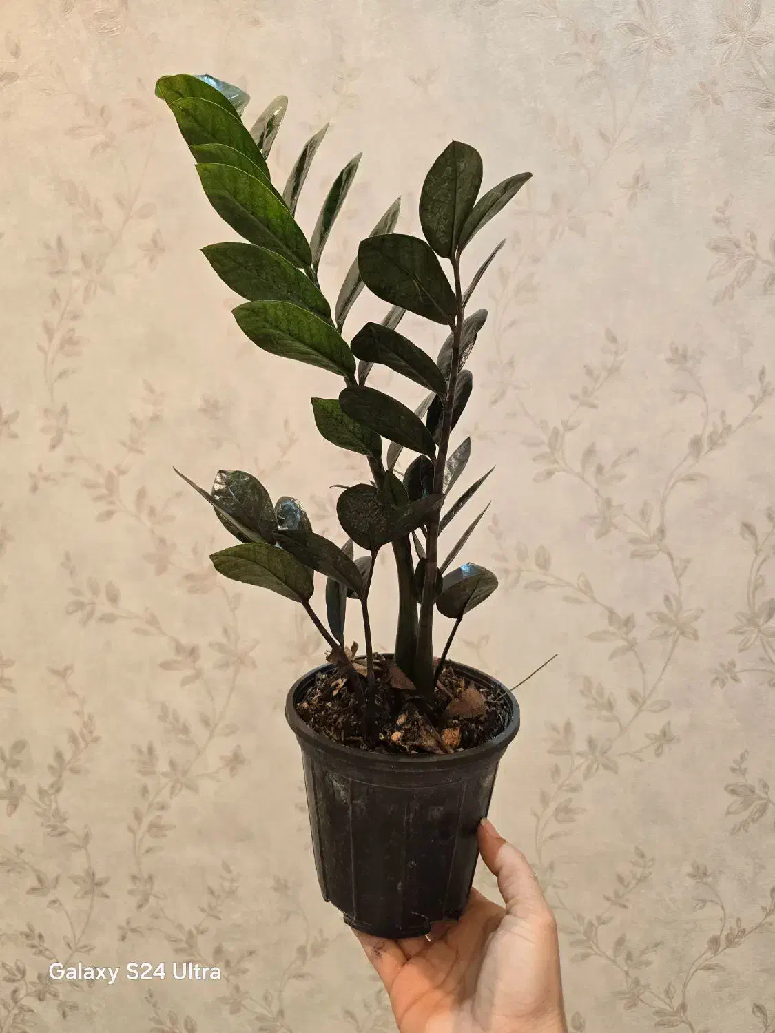 فروش انواع گل آپارتمانی(خانگی) قیمت مناسب|گل و گیاه طبیعی|اصفهان, خرم|دیوار