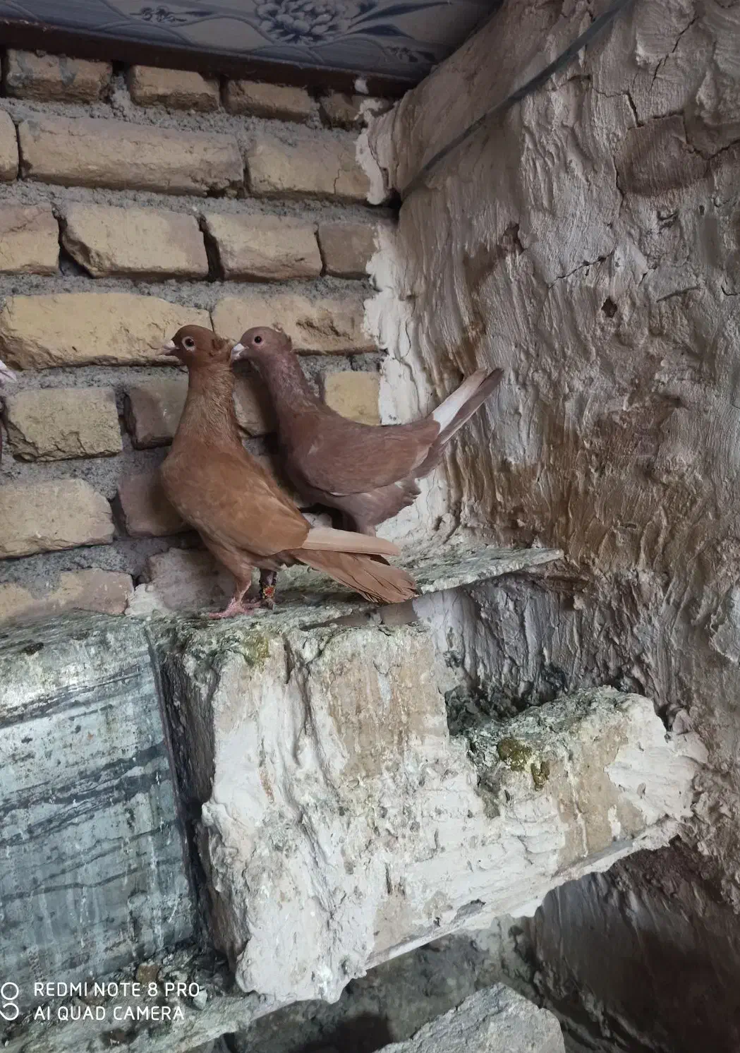 جفت زرد کرمانی کاکلی|پرنده|تربتحیدریه, پائین ولایت|دیوار