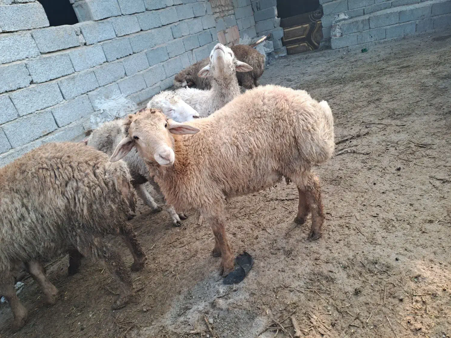 فروش بره نر ۲۲عدد|حیوانات مزرعه|پارسآباد, |دیوار