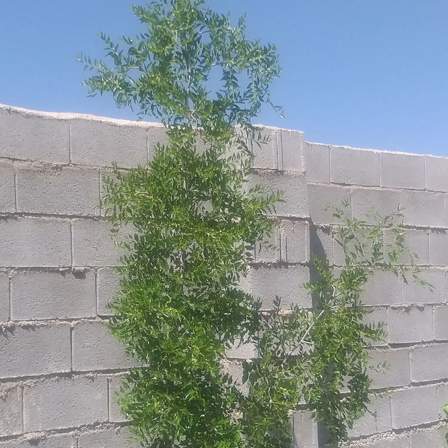 تصویر 11