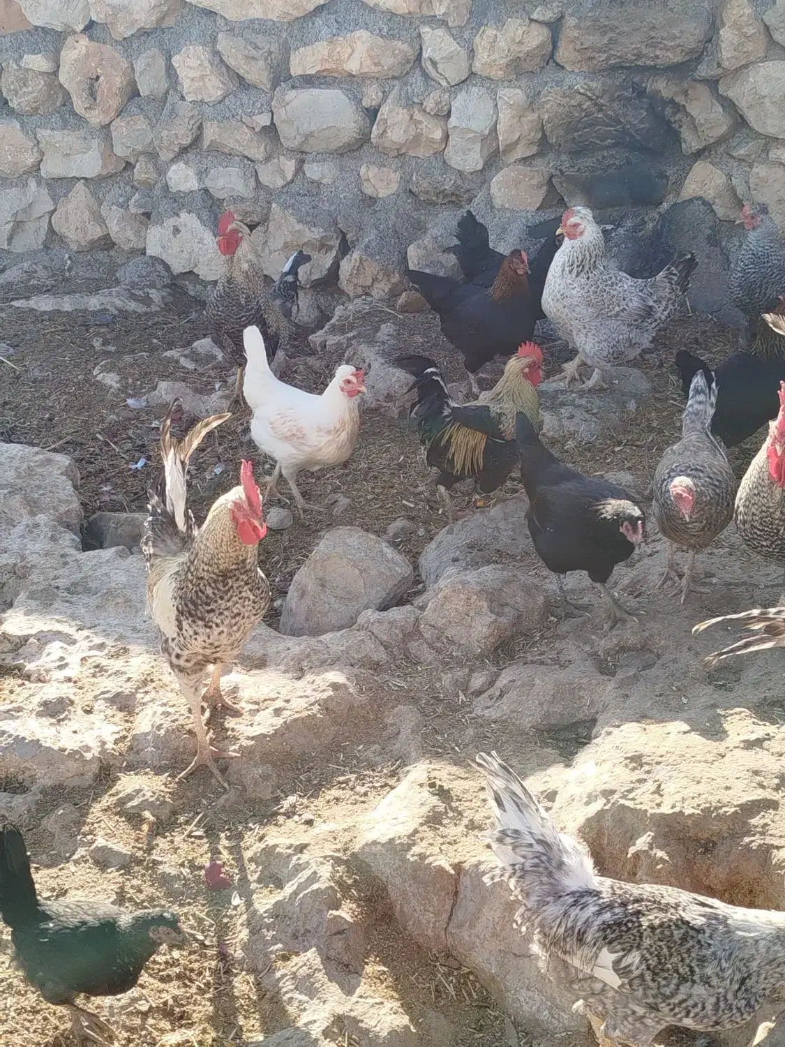 فروش خروس گلین و کوردی|حیوانات مزرعه|کارزان, |دیوار