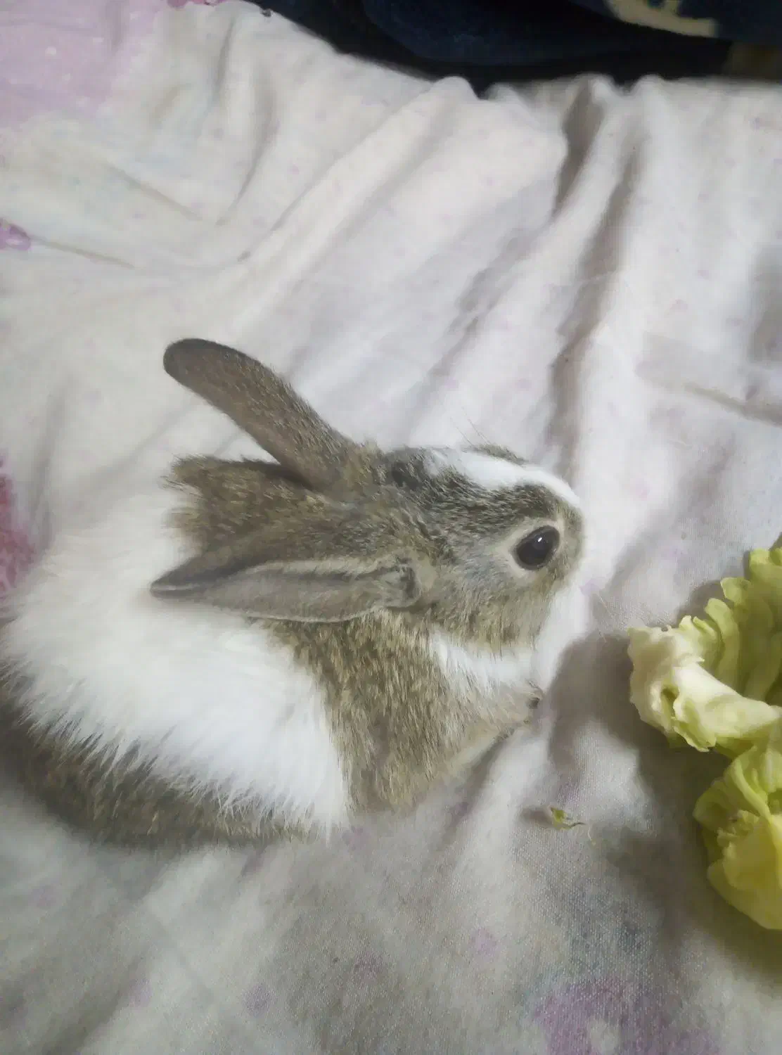 خرگوش دونه ای 200هزارتومن|موش و خرگوش|دوگنبدان, |دیوار