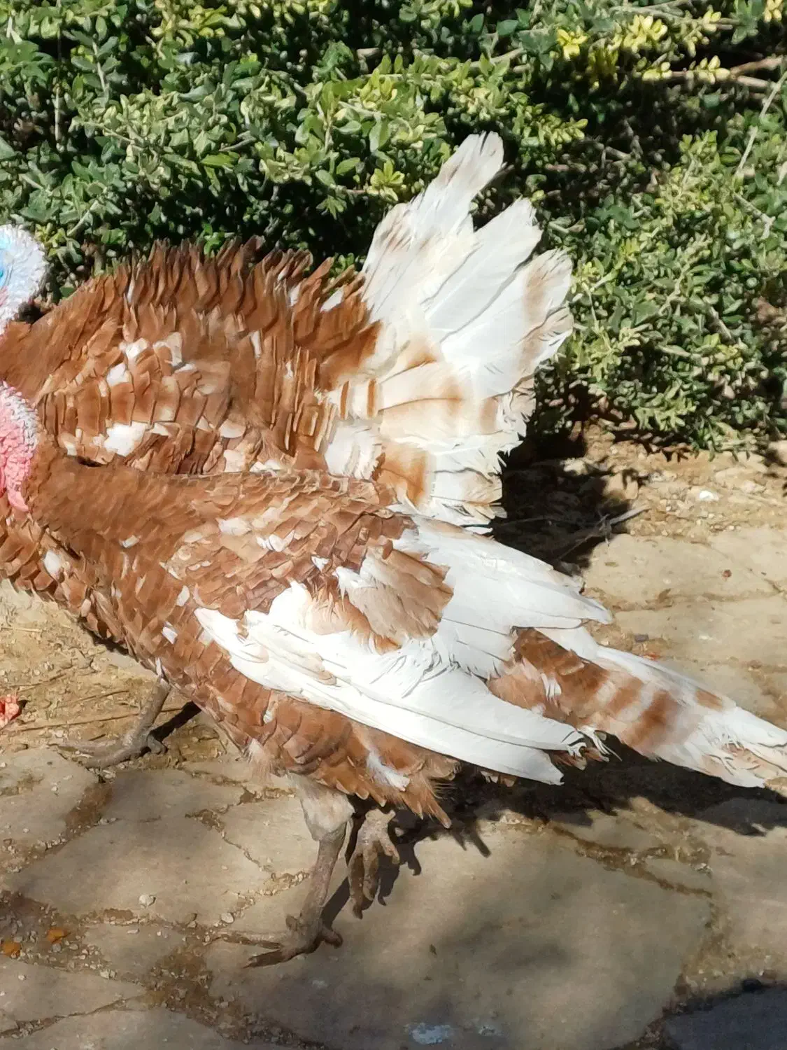 بوقلمون بوربن فروشی|حیوانات مزرعه|قلعه شاهین, |دیوار