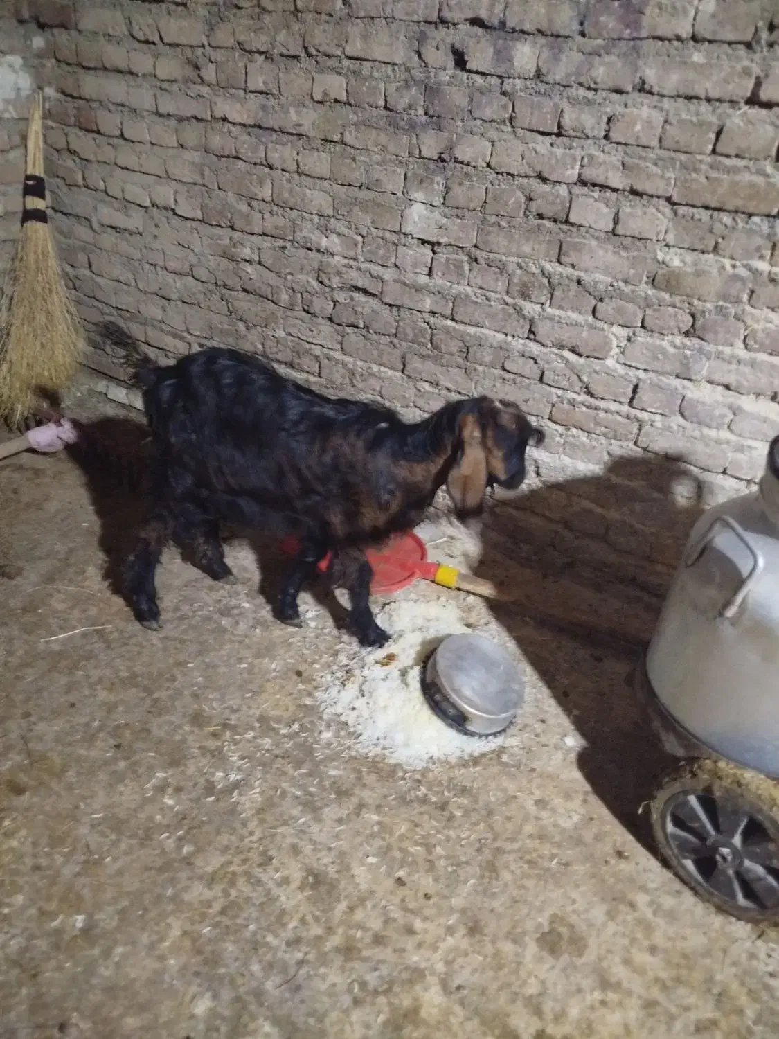 4تا هستند همشون نر هستند|حیوانات مزرعه|مهاباد (آذربایجان غربی), |دیوار