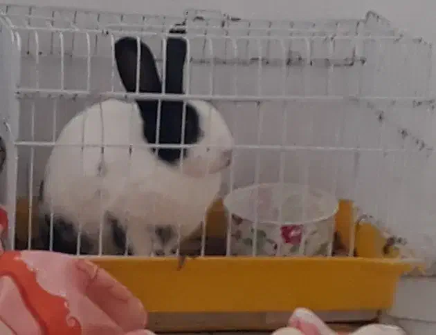 خرگوش خانگی باقفس|موش و خرگوش|سلمانشهر, |دیوار