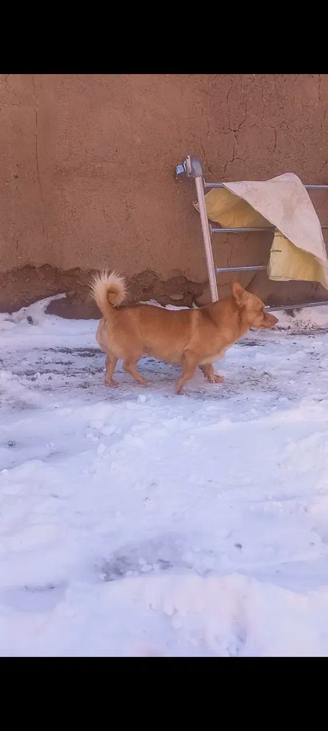 سگ پاکوتاه|سگ|بیرجند, |دیوار